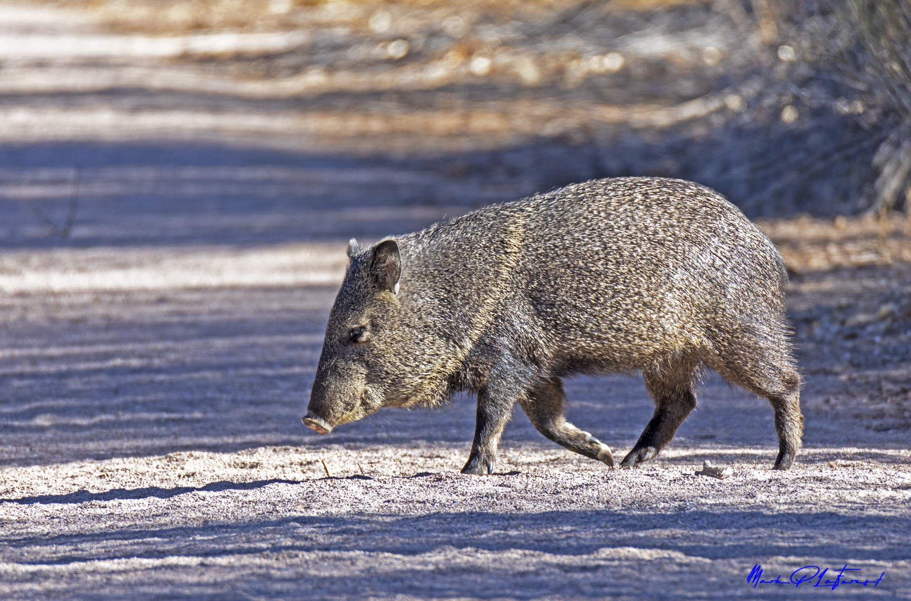 /gallery/north_america/USA/NM/bosque del apache/Javelina Bosque New Mexico Dec 2021-019_med.jpg